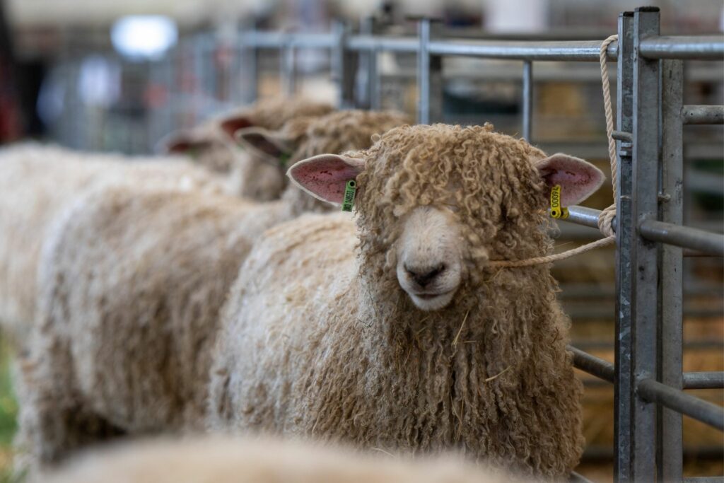 Sheep Sheep