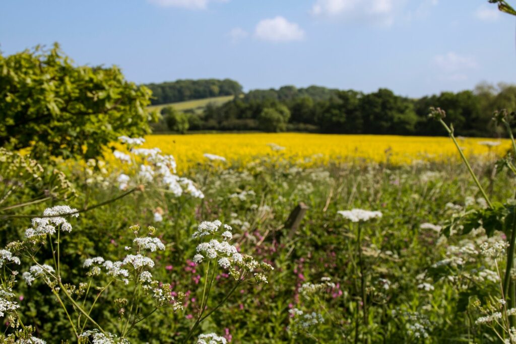 Lincolnshire Countryside