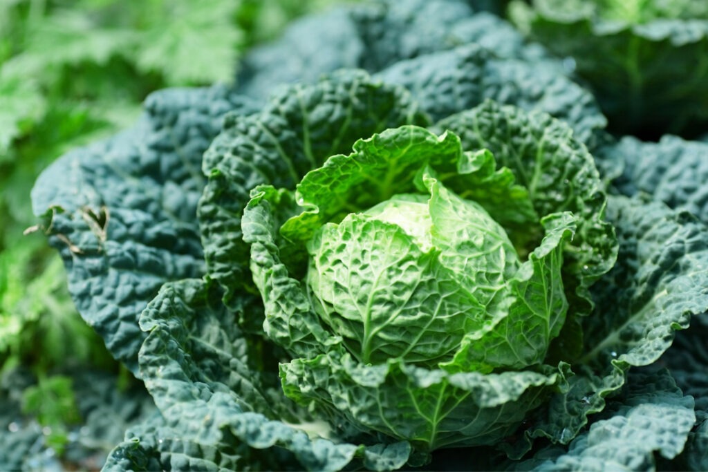 Grow your own cabbage