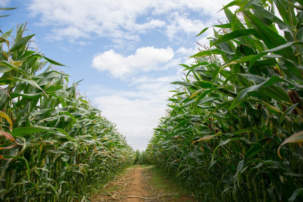 Uncle Henry's Maize Maze Uncle Henry's Maize Maze