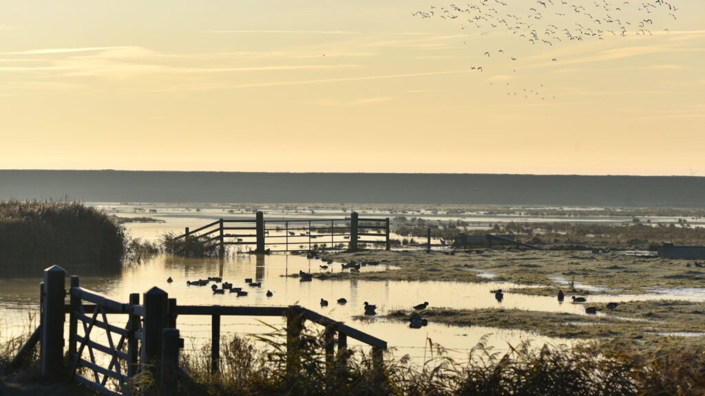 Frampton Marsh RSPB