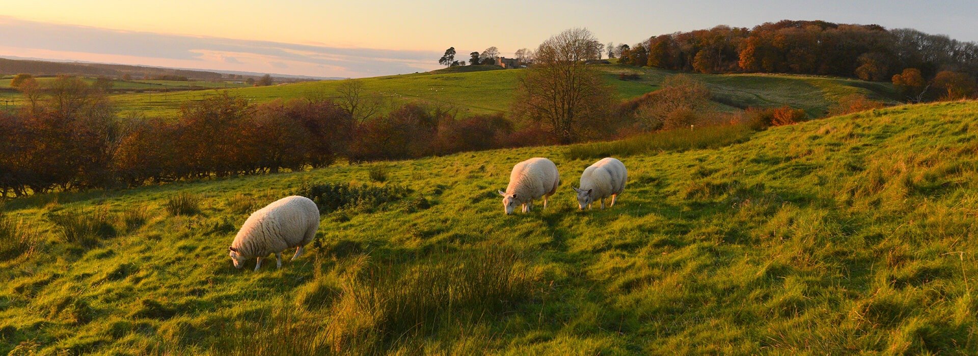 Lincolnshire Wolds Sheep Lincolnshire Wolds Sheep