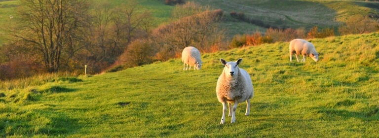 Lincolnshire Wolds