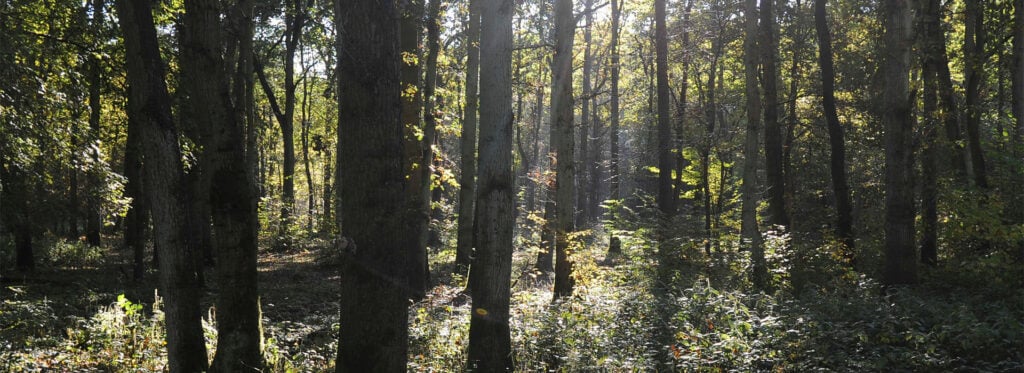 Lincolnshire Limewoods
