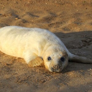 Donna Nook seal