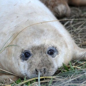 Donna Nook seal