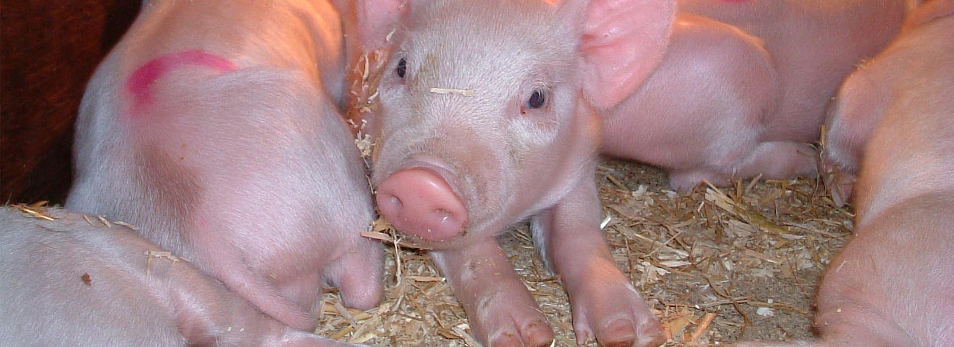 Hardys Animal Farm - Visit Lincolnshire Hardys Animal Farm - Visit Lincolnshire