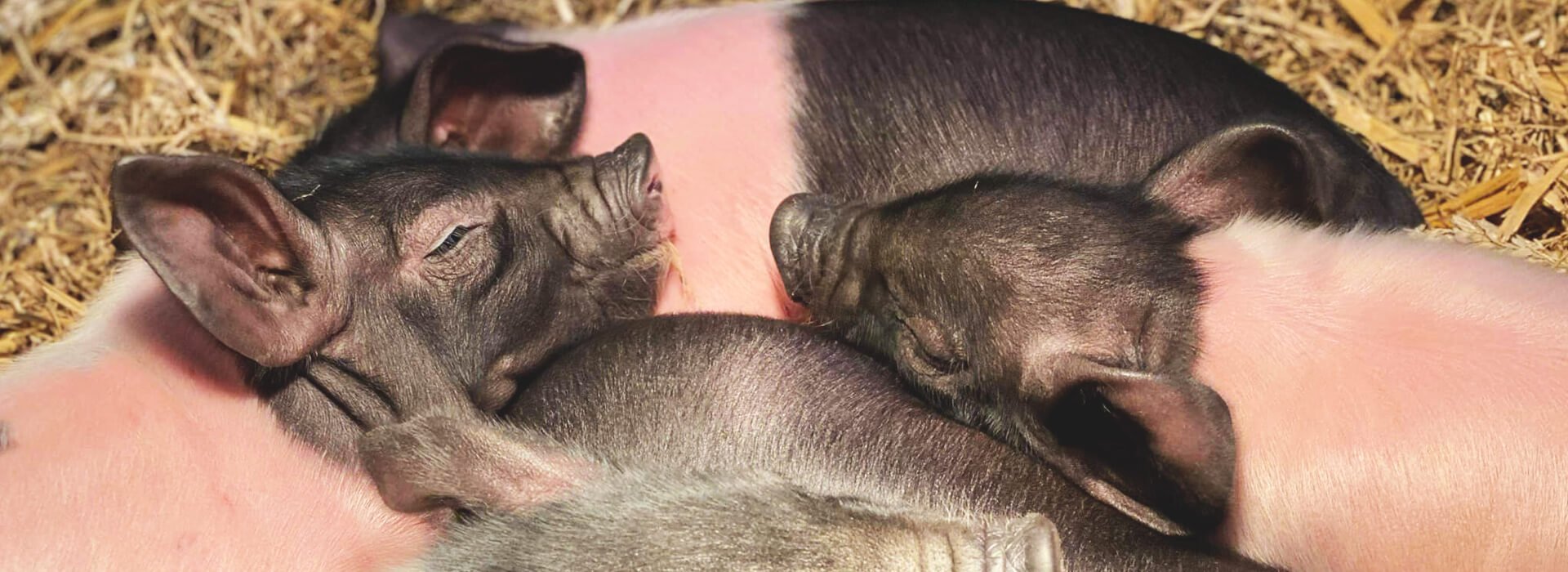 Tattershall Farm Park Piglets Tattershall Farm Park Piglets