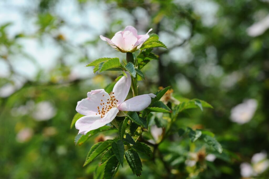 Dog Roses Red Hill