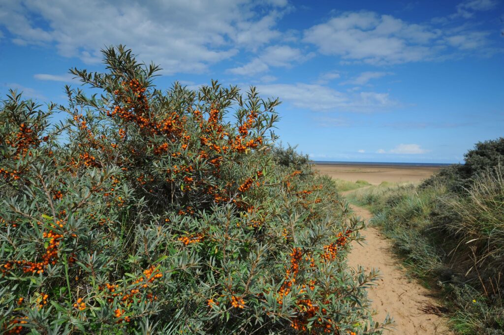 Theddlethorpe Dunes