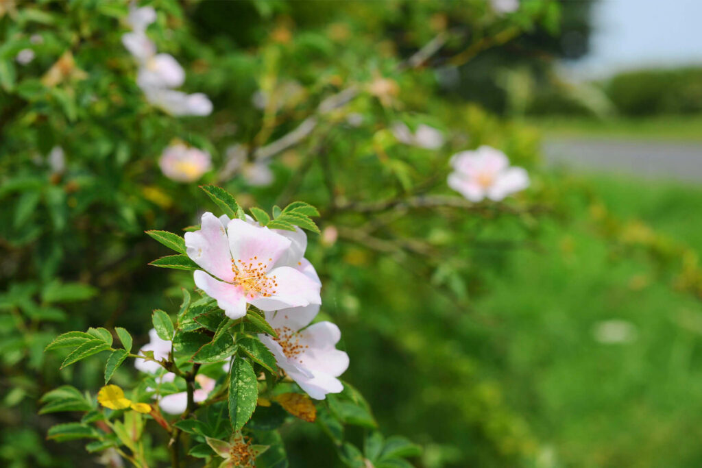 Spring flowers