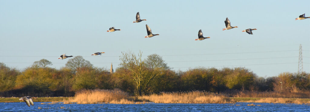 birds in flight