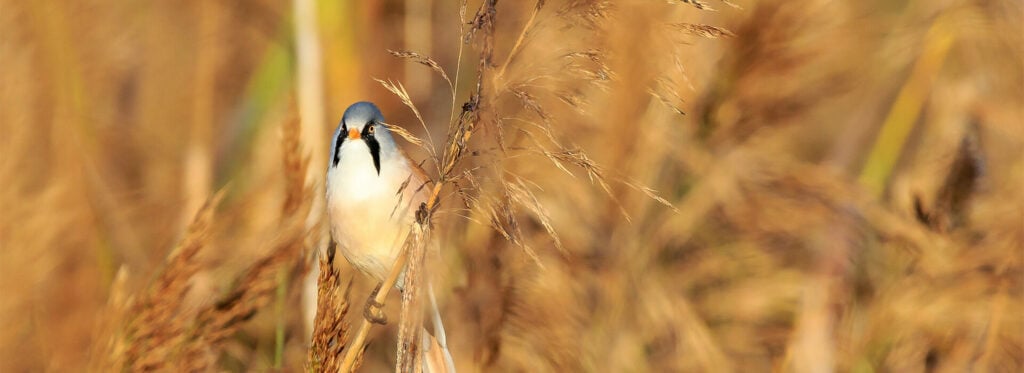 Far Ings Nature Reserve