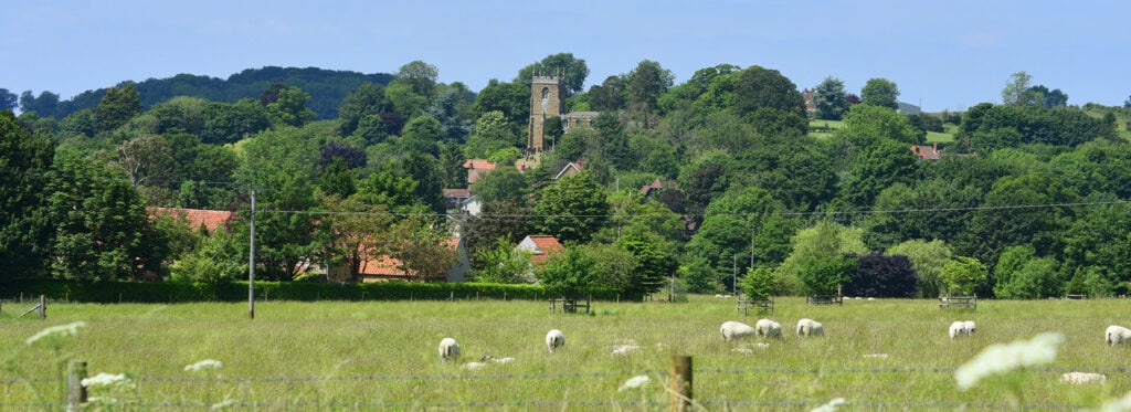 Tealby Scene of Cattle and Church in the background