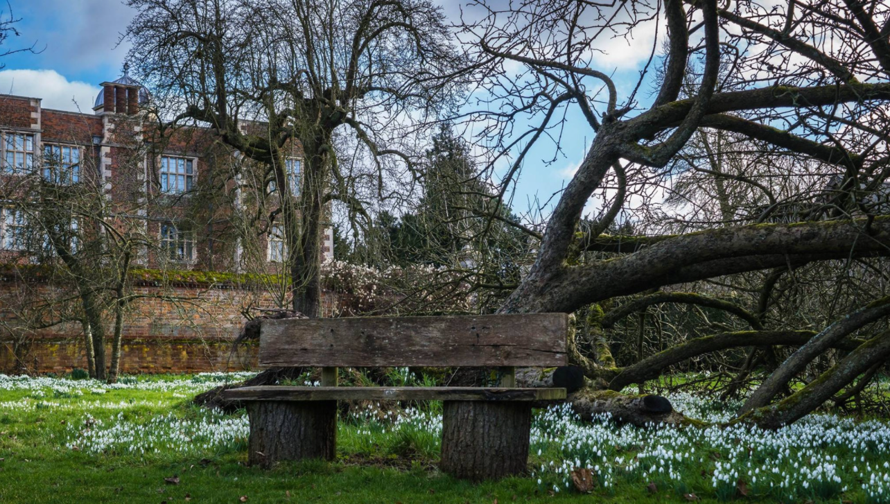 Snowdrops Doddington Hall