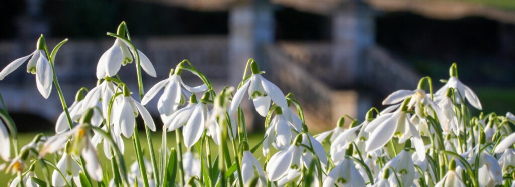 Snowdrops at Easton Walled Gardens