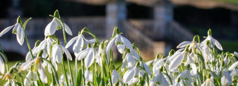 Snowdrops at Easton Walled Gardens