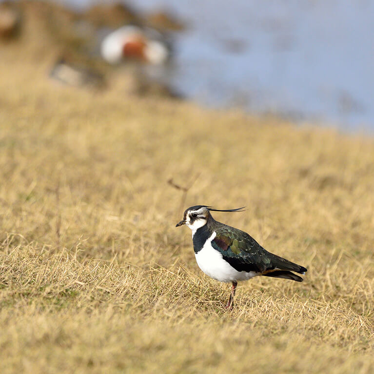 lapwing