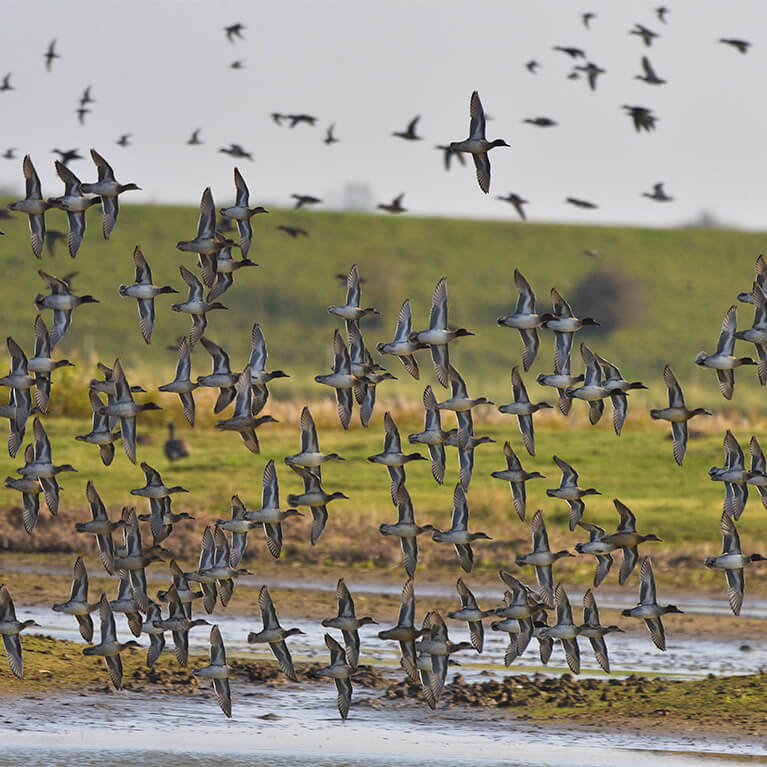 teal in flight