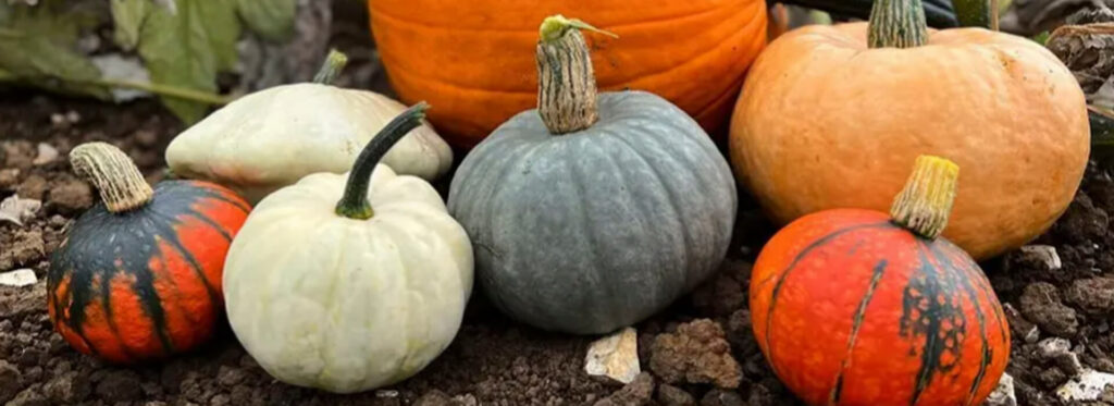 Variety of pumpkins at Lings Farm