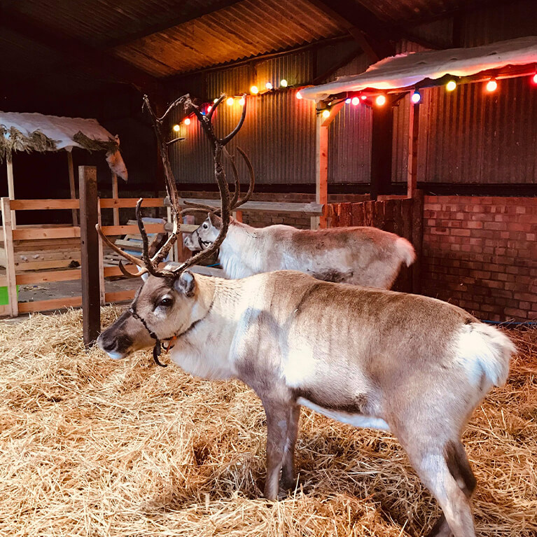 The Real Christmas Experience at Rand Farm Visit Lincolnshire