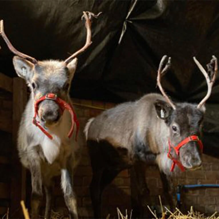 The Real Christmas Experience at Rand Farm Visit Lincolnshire