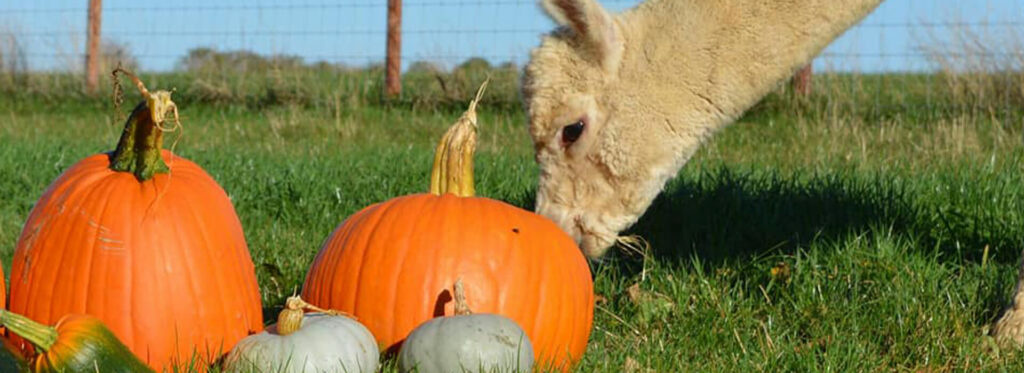 Barkston Pumpkins Alpaca