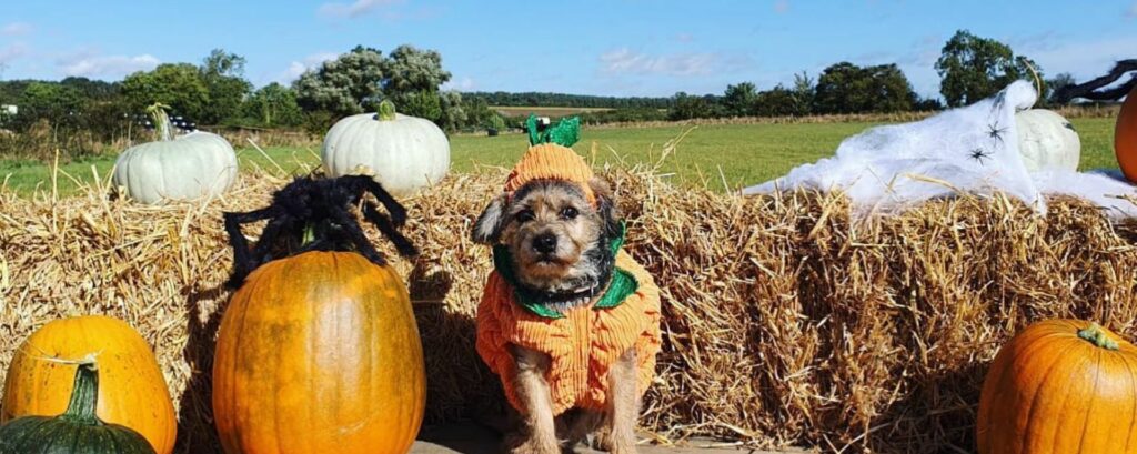 Barkston Pick Your Own Pumpkins, Lincolnshire