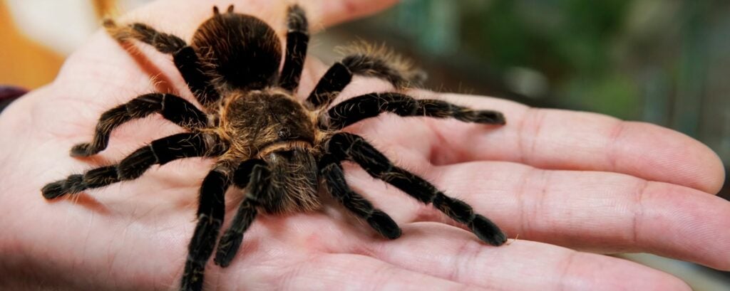 Holding a tarantula sider at Elsham Hall Halloween Animal Encounter.