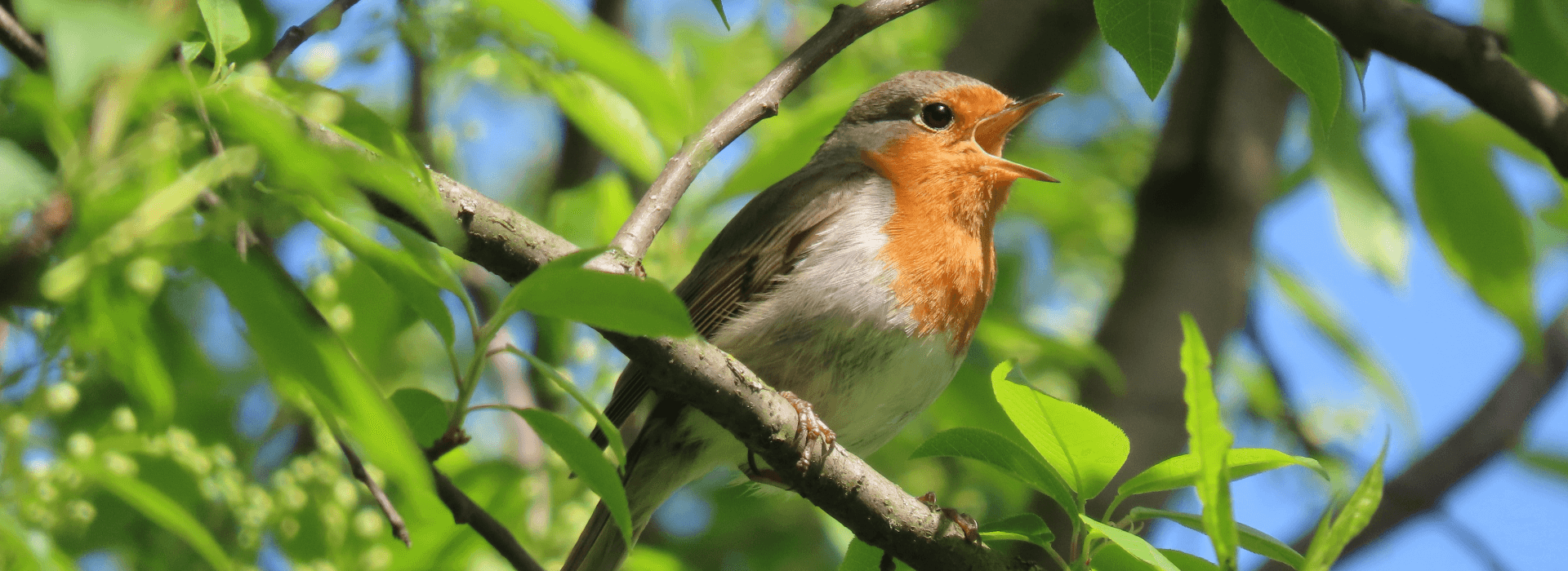Spring Birdwatch at Doddington Hall - Visit Lincolnshire