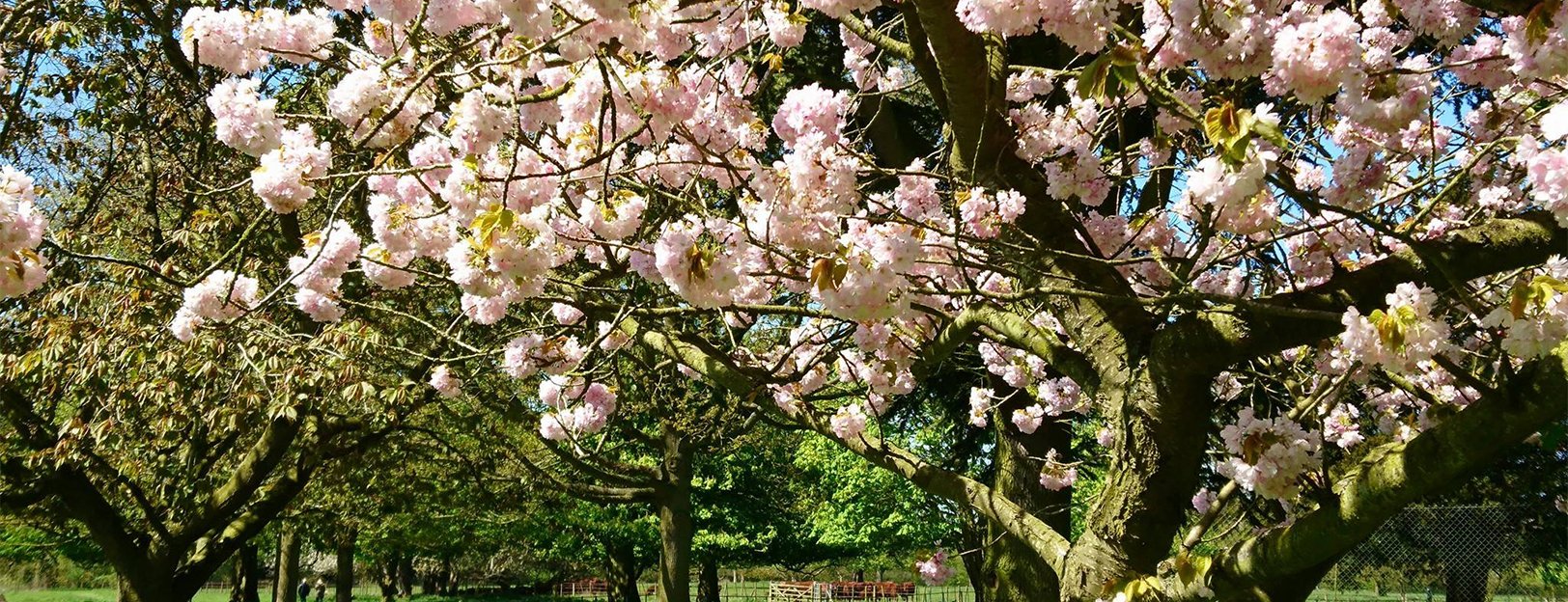 Gunby Hall Blossom Tree Gunby Hall Blossom Tree