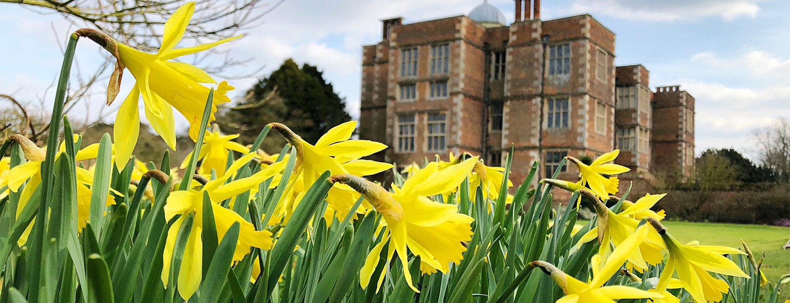 Doddington Hall Daffodils Doddington Hall Daffodils
