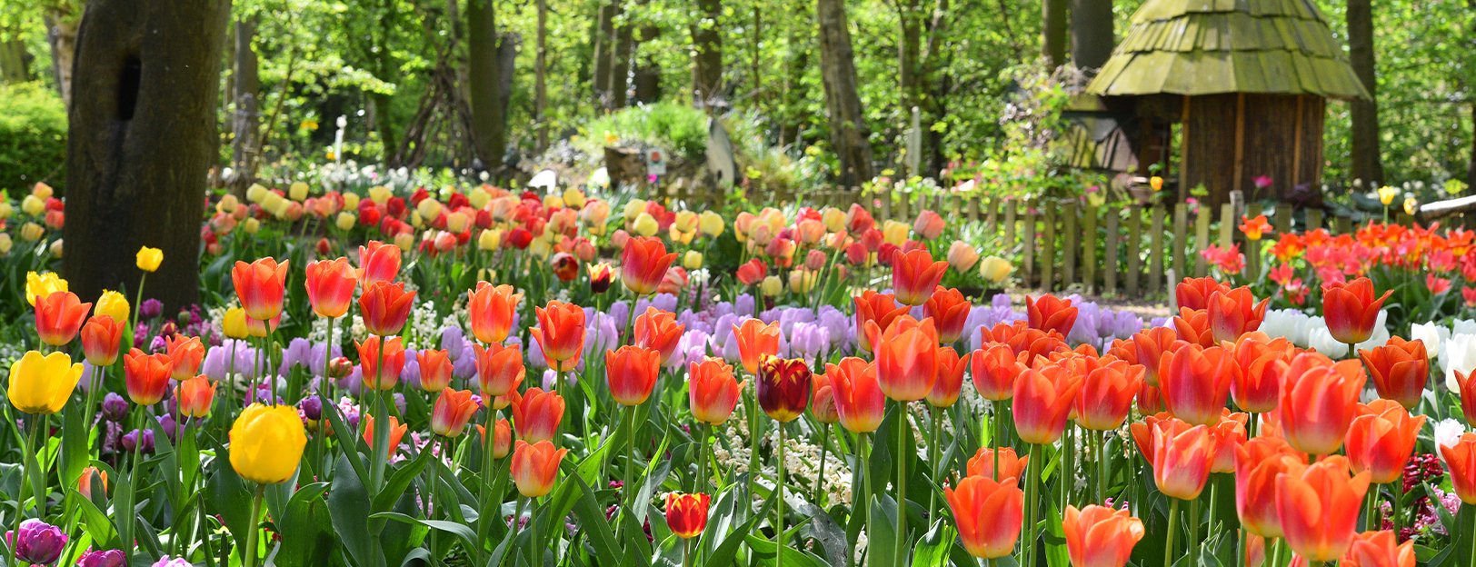 Tulips at Springfields Festival Gardens Tulips at Springfields Festival Gardens