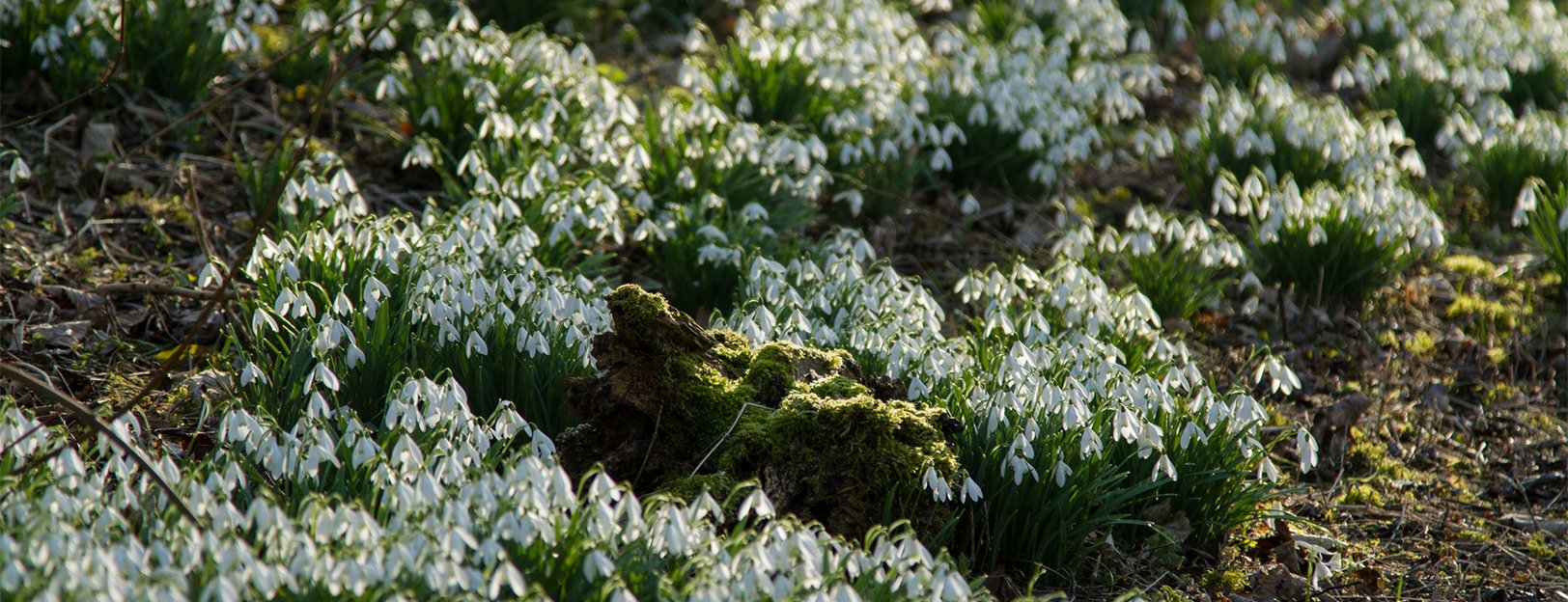 Snowdrops at Easton Walled Gardens Snowdrops at Easton Walled Gardens