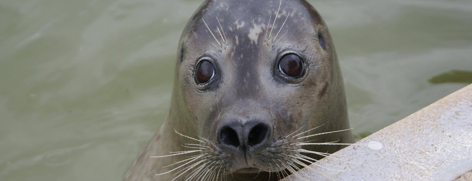 Seal Seal