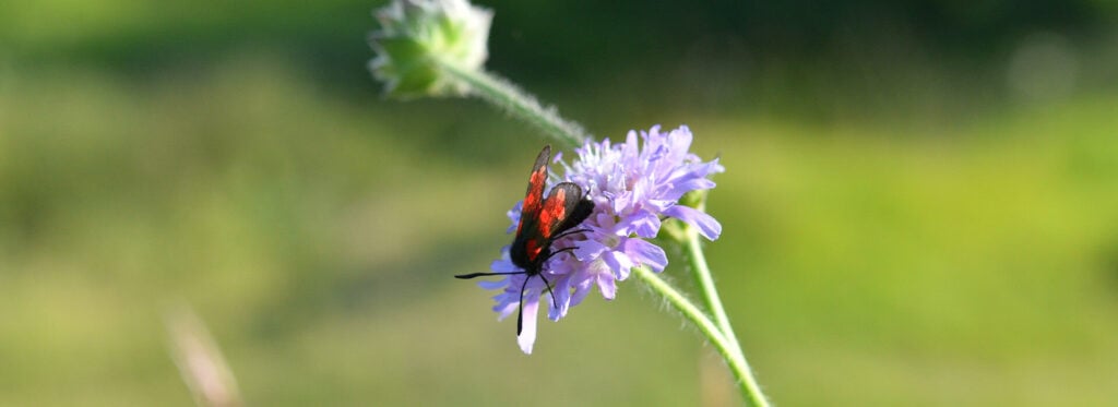 Butterfly Red Hill
