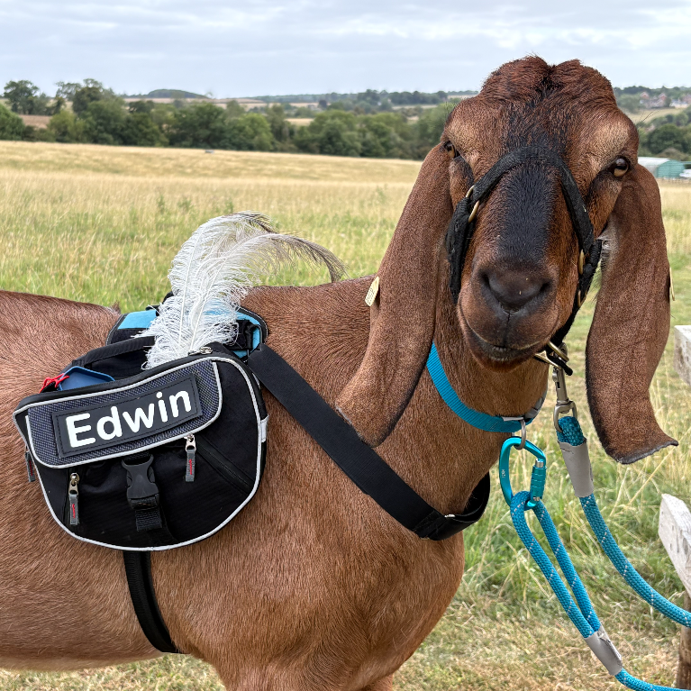 trek-a-goat edwin the goat trek-a-goat edwin the goat