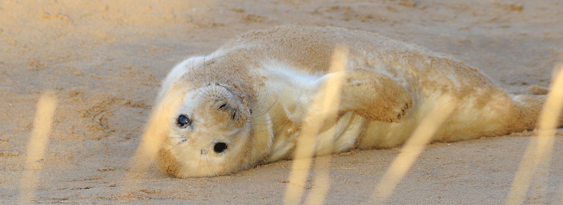 Donna Nook Seal