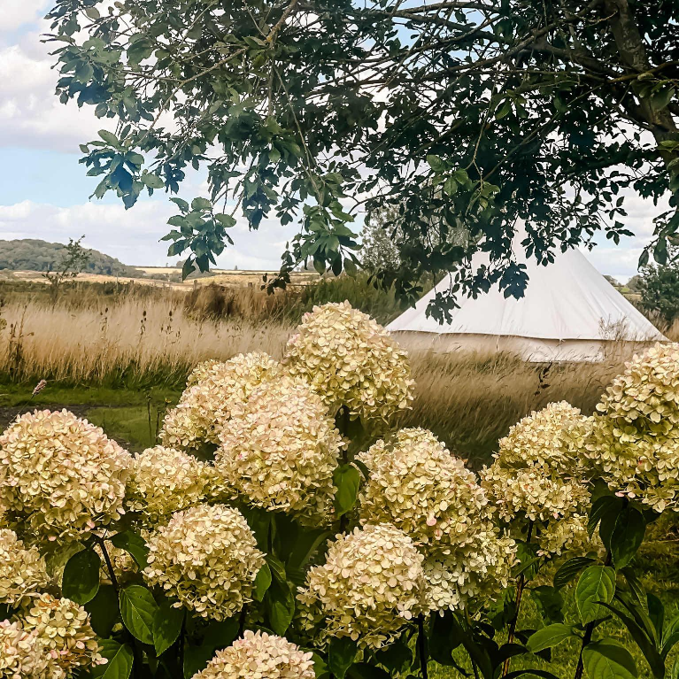 Into the Wild Glamping Views from Glamping Into the Wild Glamping Views from Glamping