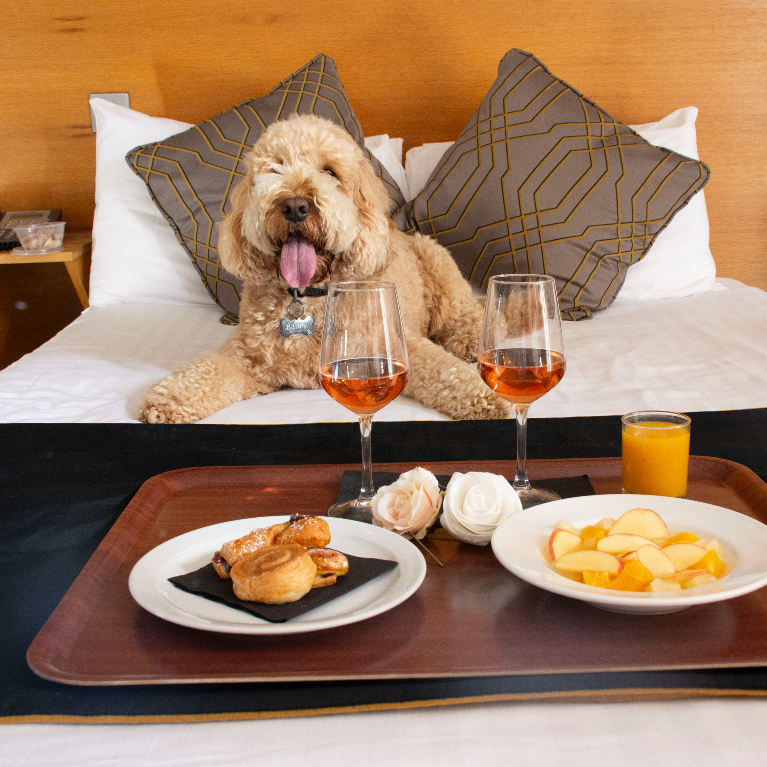 St James Hotel, Grimsby Dog on Bed St James Hotel, Grimsby Dog on Bed