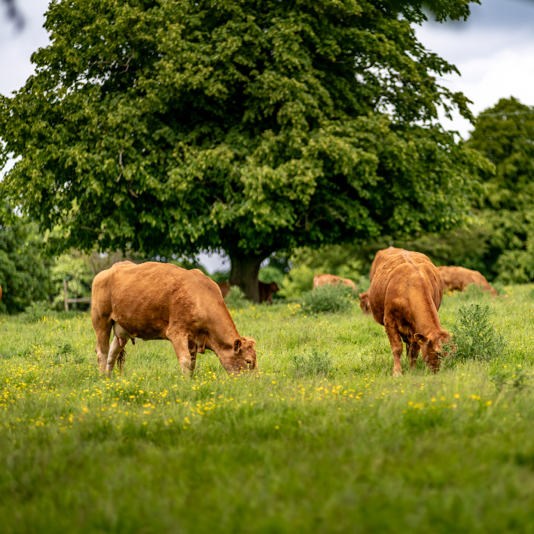 Thorganby Little Walk Cows Thorganby Little Walk Cows