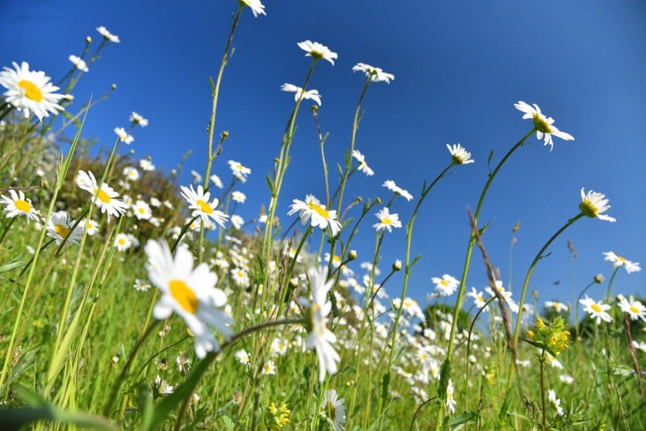 Byards Leap roadside nature reserve 