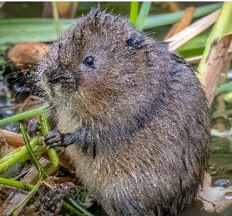 Goulceby – water voles 
