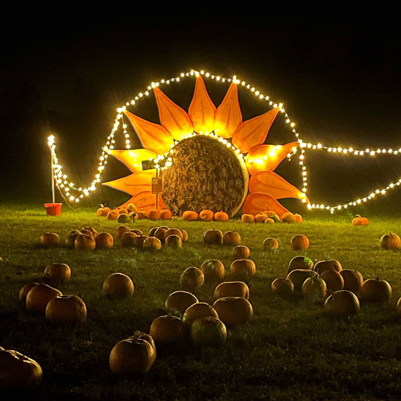 Tattershall Pumpkin Patch 3 Tattershall Pumpkin Patch 3