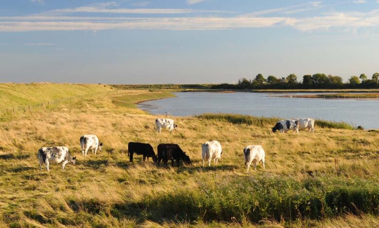 Frieston Shore Frieston Shore