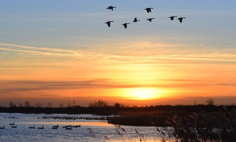 Frampton Marsh birds Frampton Marsh birds
