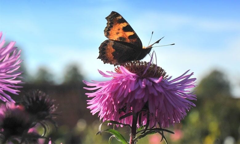 Gunby Gardens Gunby Gardens