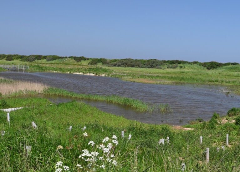 The new sandilands nature reserve (nt) lincolnshire coast (3) fotor 2026092813445 The new sandilands nature reserve (nt) lincolnshire coast (3) fotor 2026092813445