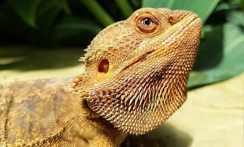 Woodside Wildlife Bearded Dragon Woodside Wildlife Bearded Dragon