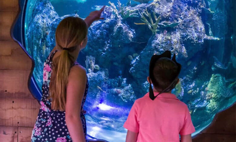 Skegness Aquarium Close Encounters Skegness Aquarium Close Encounters